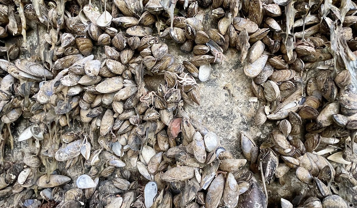 Keenan Recycling recycles marine growth