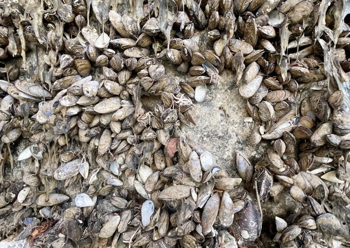 Keenan Recycling recycles marine growth